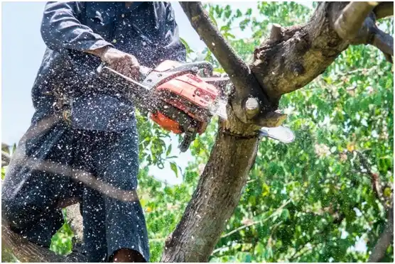 tree services Plymouth Meeting